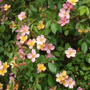 Rosa Plaisanterie - Polyantha-Rose