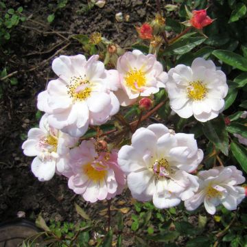 Rosa moschata Queen of the Musks - Moschus-Rose