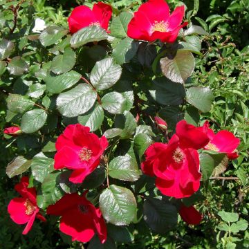 Rosa rugosa Robusta - Apfelrose