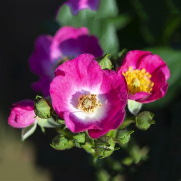 Rosa Rosy Boom Mini - Polyantha-Rose