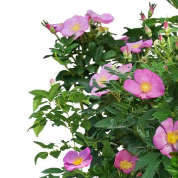 Rosa Rosy Boom Wildlife - Polyantha-Rose