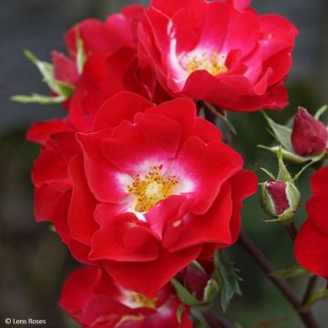 Rosa Rosy Boom rouge La Belle Rouge - Polyantha-Rose