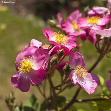 Rosa moschata Rosy Purple - Moschus-Rose