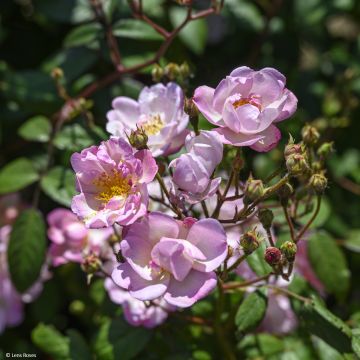 Rosa moschata Twins - Moschus-Rose