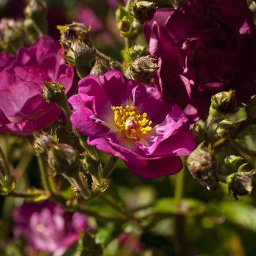 Rosa Violet Hood - Polyantha-Rose