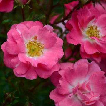 Rosa californica Plena - Kalifornische Hecken-Rose