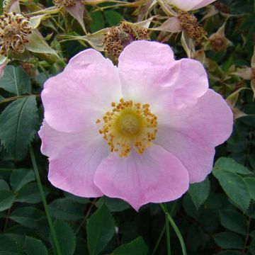 Rosa pendulina Bourgogne - Alpen-Hagrose