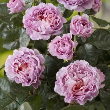 Rosa Rosier buisson Eisvogel - Polyantha-Rose