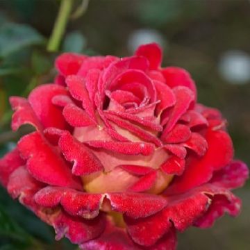 Rosa Macha Meril - Edelrose