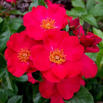 Rosa Pink Flash Trakeeplac - Bodendecker-Rose