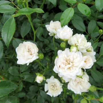 Rosa Sea Foam - Bodendecker-Rose