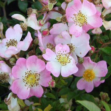 Rosa Tapis Volant - Bodendecker-Rose