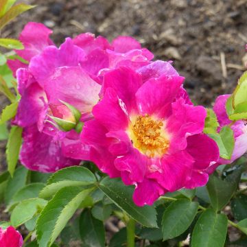 Rosa Weg der Sinne - Bodendecker-Rose