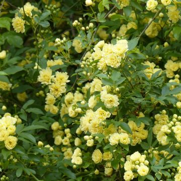 Rosa banksiae Lutea - Meran-Rose