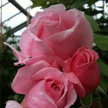 Rosa Climbing Max Kiss me Kate - Kletterrose