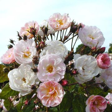 Rosa Dentelle de Malines lenfiro - Kletterrose