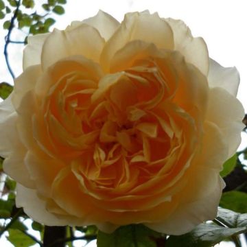 Rosa Ginger Syllabub - Kletterrose