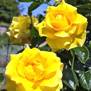 Rosa Golden Boy - Kletterrose