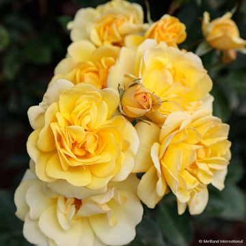 Rosa Golden Pareo Meipiyou - Kletterrose