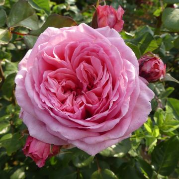 Rosa Long Island Oralinco - Kletterrose