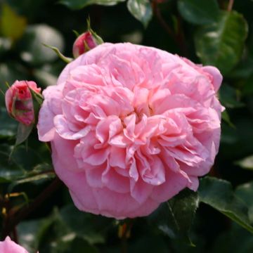 Rosa wichuraiana May Queen - Kletterrose