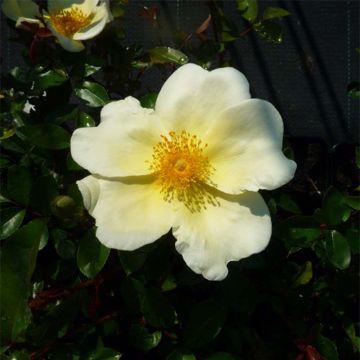 Rosa Mermaid - Kletterrose