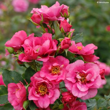 Rosa Orienta Aladdin - Kletterrose