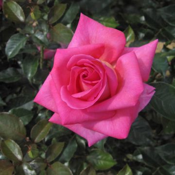 Rosa Parfum Royal - Edelrose