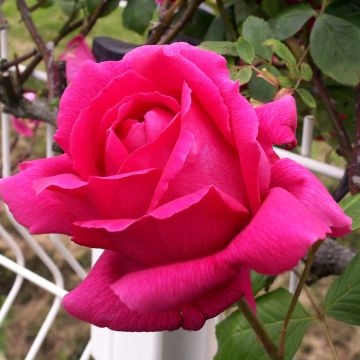 Rosa Roi de Siam - Kletterrose