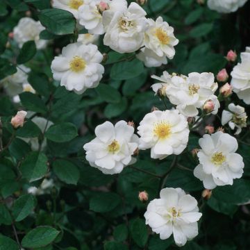 Rosa moschata Trier - Kletterrose