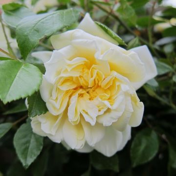 Rosier liane Albéric Barbier