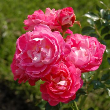 Rosa polyantha Charmant Korpeligo - Zwerg-Parkrose