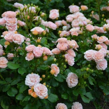 Rosa polyantha Bordure Nacrée 'Delcrouf' - Zwerg-Parkrose