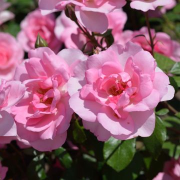 Rosa polyantha Bordure Rose 'Delcoussi' - Zwerg-Parkrose