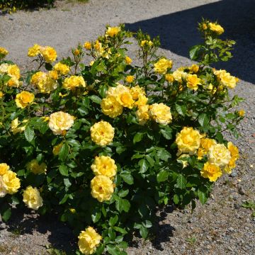 Rosa polyantha Bordure d'Or 'Delbojaun' - Zwerg-Parkrose