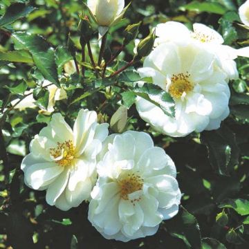 Rosa Schneeflocke (Opalia) - Rambler-Rose