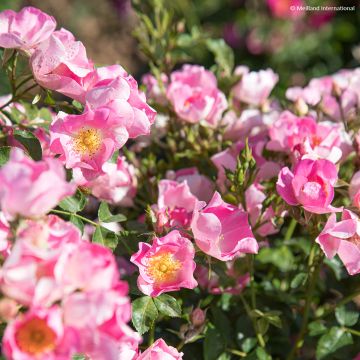 Rosa polyantha Friendly Pink - Polyantha-Rose