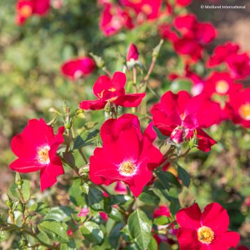 Rosa polyantha Friendly Red Meiariba - Polyantha-Rose