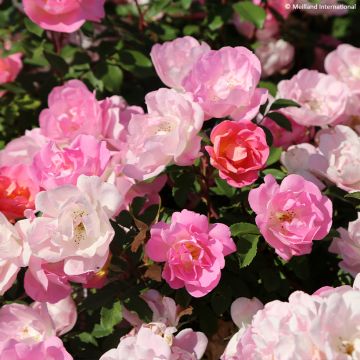 Rosa Meillandecor Pink Chantilly Meilevire - Zwerg-Parkrose