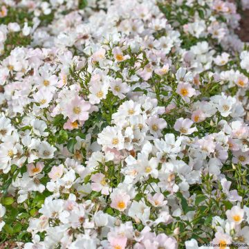 Rosa Street Colors Champs Elysées 'Meiplumty' - Parkrose