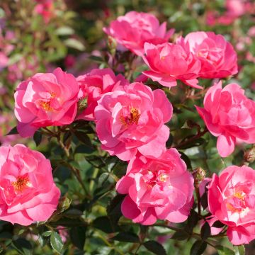 Rosa Street Colors Jolie Provence 'Meilegase' - Parkrose