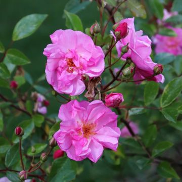 Rosa Lavender Meidiland (Louis Blériot) - Beetrose