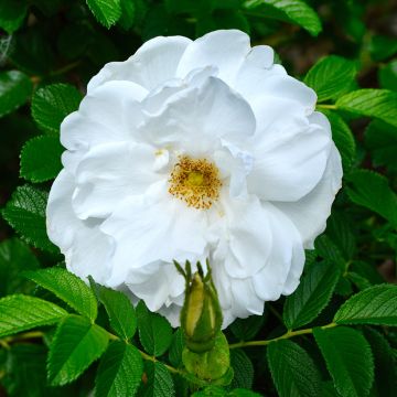 Rosa rugosa Blanc Double de Coubert - Apfelrose