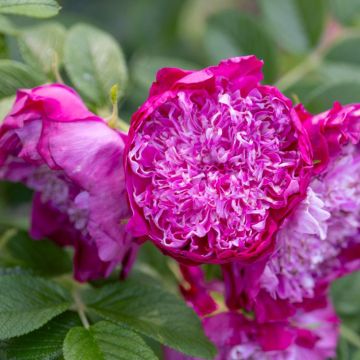 Rosa (x) rugosa Pompom Perfume - Apfelrose