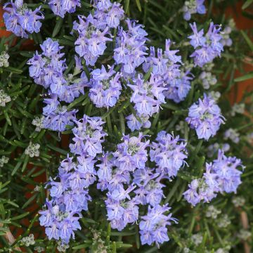 Rosmarin Corsican Blue - Rosmarinus officinalis