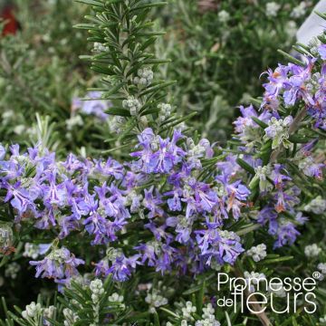 Rosmarin Pointe du Raz - Rosmarinus officinalis