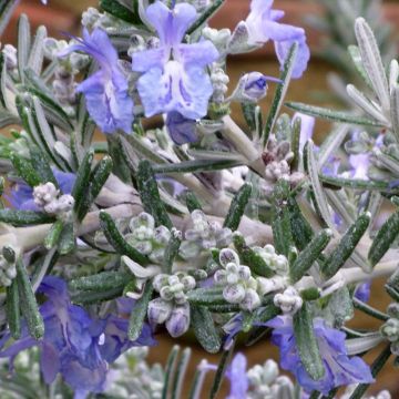 Rosmarin Whitewater Silver - Rosmarinus officinalis