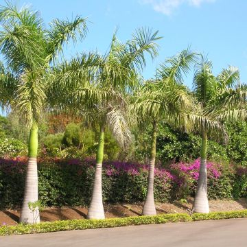 Roystonea regia - Barbados-Königspalme