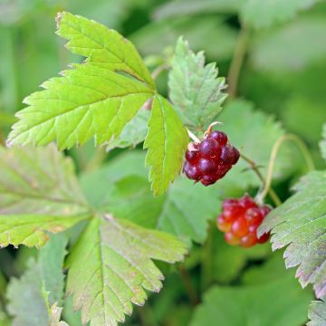 Rubus arcticus Beata - Framboisier de l'arctique