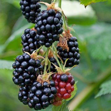 Brombeere Géante des jardins